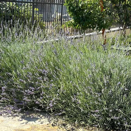 Nyaraló La Depandance Con Giardino Pescara *